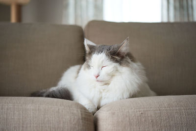 Cat resting on sofa at home