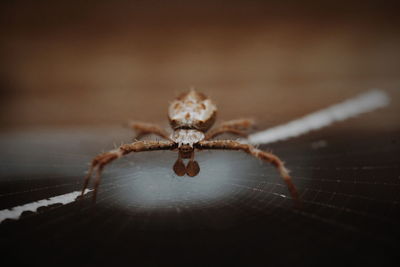 Close-up of spider on web