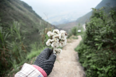 Cropped hand holding white flowers mountains