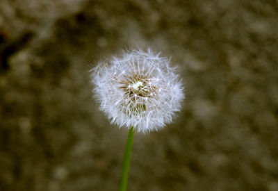 Close-up of dandelion against blurred background