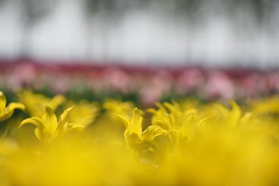 Close-up of yellow flowers