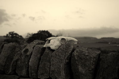 Close-up of animal skull on rock