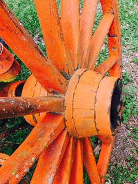 Close-up view of orange leaf