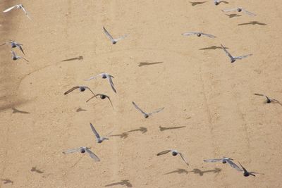 High angle view of birds flying