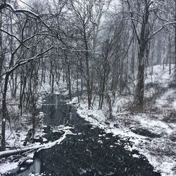 Snow covered trees in forest