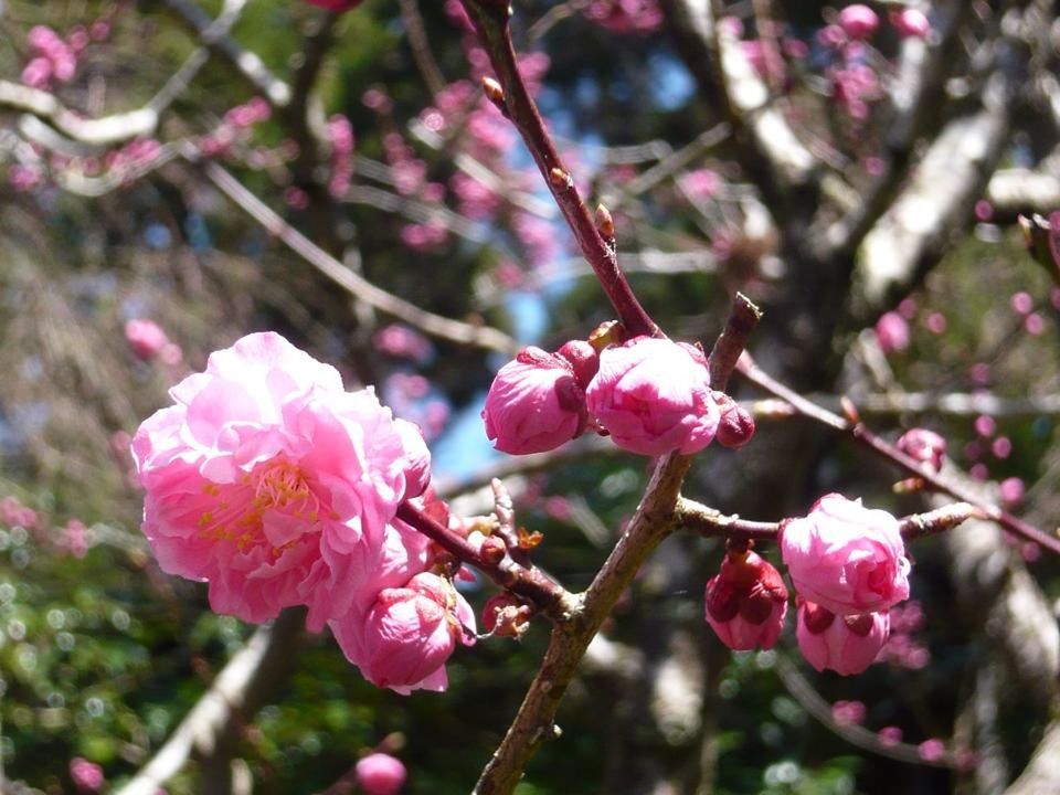 flower, freshness, growth, pink color, fragility, branch, focus on foreground, beauty in nature, petal, nature, close-up, tree, blooming, blossom, flower head, twig, cherry tree, cherry blossom, in bloom, bud