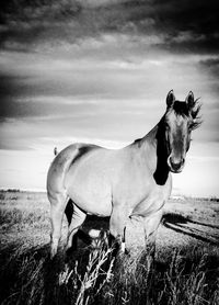 Horse standing in a field