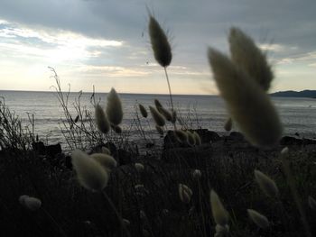 Close-up of plants by sea against sky during sunset