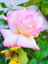 Close-up of pink rose