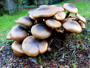 Close-up of mushrooms on field