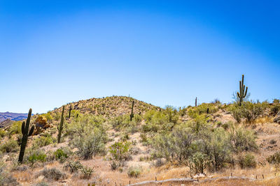 Plants growing on land against clear blue sky