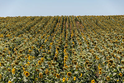 Scenic view of sunflower field against clear sky