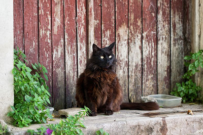 Portrait of cat sitting on wood against wall