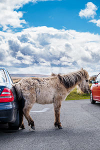 Horse standing on road