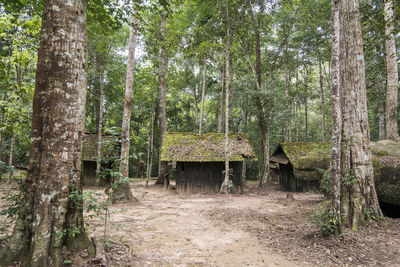 Bamboo trees in forest