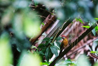 Close-up of bird perching on tree