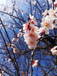 Low angle view of apple blossoms in spring