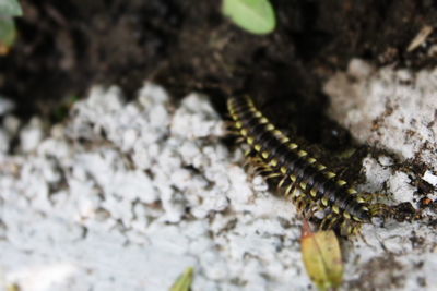 Close-up of plant against blurred background