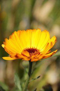 Close-up of yellow flower