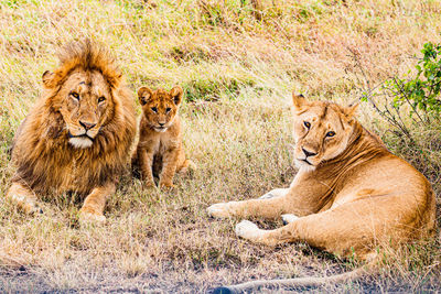 Lioness sitting on field