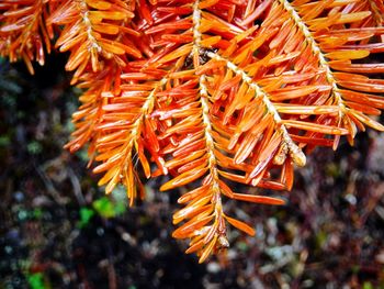 Close-up of red leaves on plant during autumn