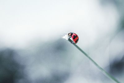 Close-up of ladybug on plant