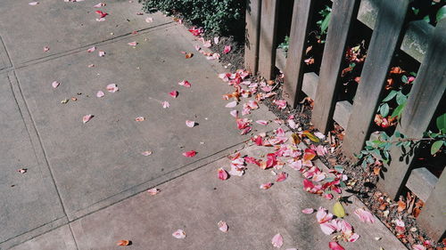 Close-up of pink flowers