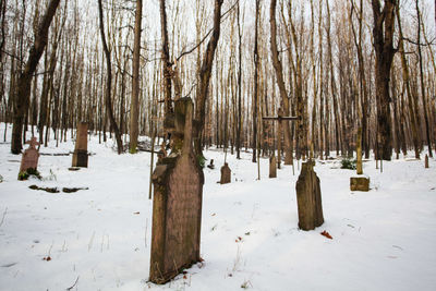 Trees on snow covered field