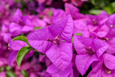 Close-up of insect on pink flowers