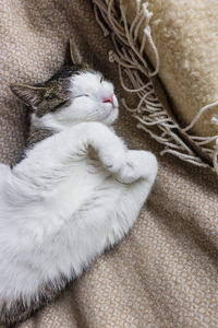 Cute domestic young cat sleeping in cozy bed