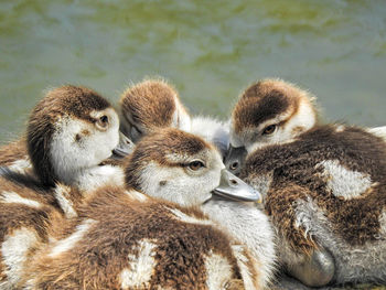 Close-up of ducklings