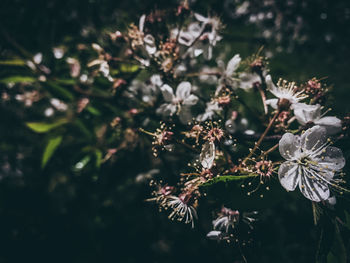 Close-up of flowering plant