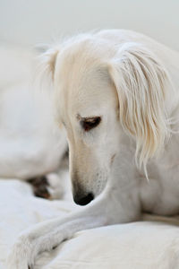 Close-up of a dog