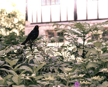 Bird perching on plant