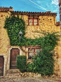 Low angle view of ivy growing on house