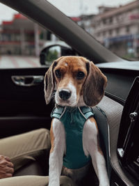 Close-up of dog sitting in car