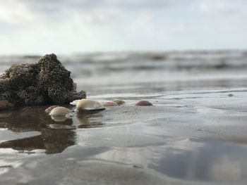 Close-up of crab on beach against sky