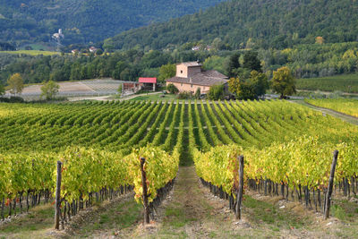 Scenic view of vineyard against trees and houses