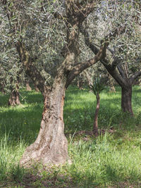 Trees in park