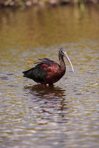 Side view of bird in lake