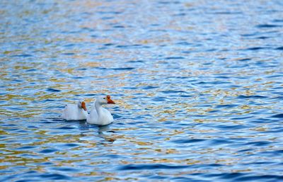Swan swimming in lake