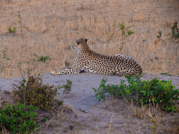 Side view of a cheetah sitting on land