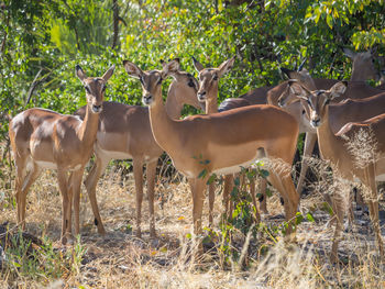 Herd of black faced impala antelopes standing in forest at moremi national park, botswana, africa