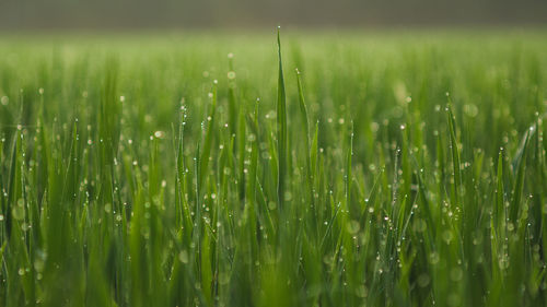 Close-up of wet plants on rainy day