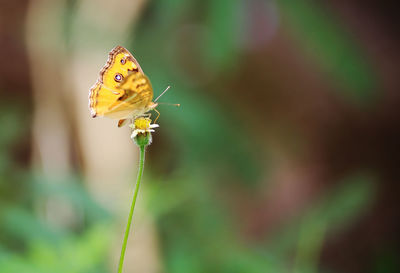 Close-up of butterfly pollinating on flower