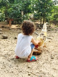 Rear view of little boy feeding rooster at farm
