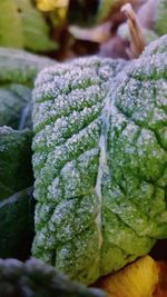 Close-up of wet plant