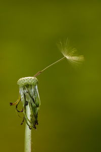 Close-up of wilted plant