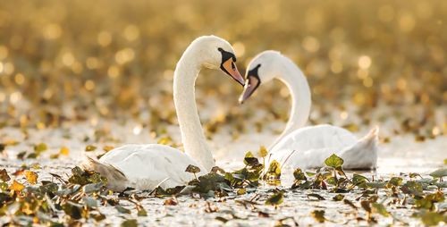 Close-up of swan in lake