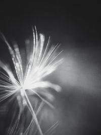 Close-up of flower against sky at night